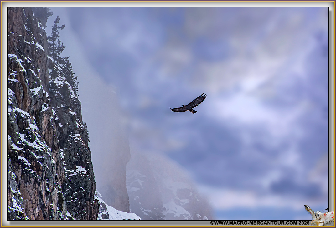 AIGLE